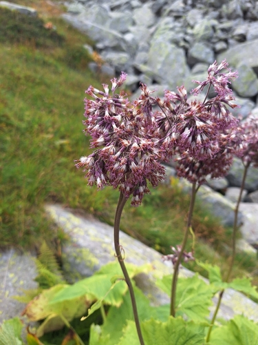 Adenostyles alliariae, photograph 5