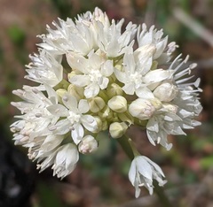 Allium amplectens