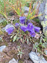 Campanula alpina