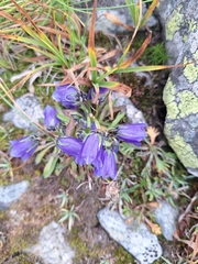 Campanula alpina, photograph author not stated, no rights reserved