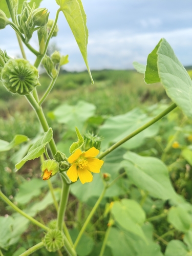 velvetleaf
