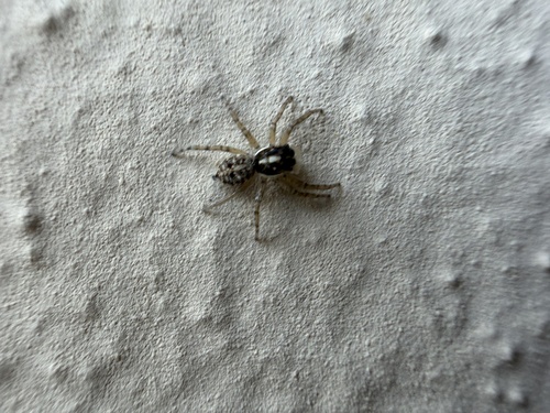 Half-edged Wall Jumping Spider