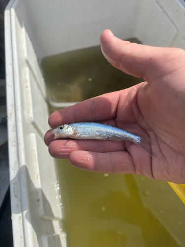 Silver Chub