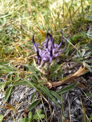 Phyteuma confusum
