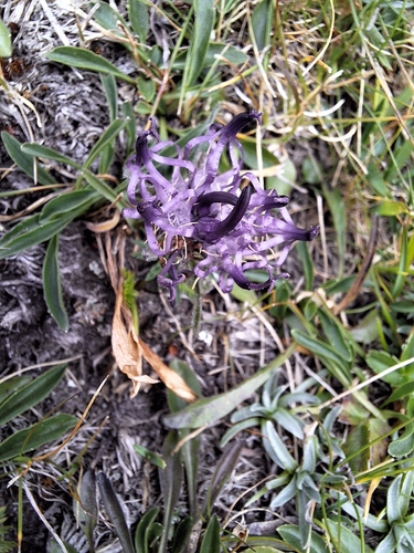 Phyteuma confusum, photograph 2