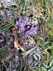 Phyteuma confusum, photograph author not stated, no rights reserved