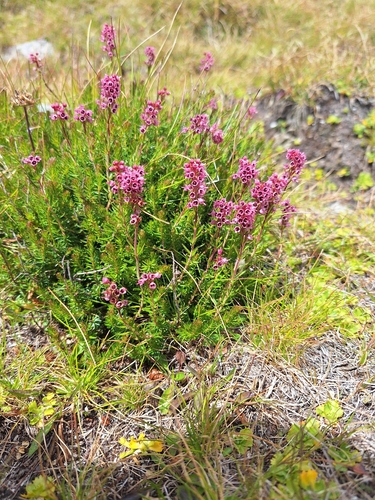 Erica spiculifolia, photograph 1