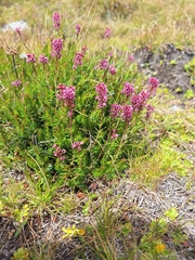 Erica spiculifolia