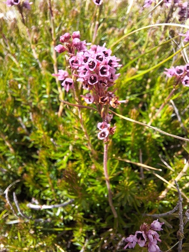 Erica spiculifolia, photograph 2