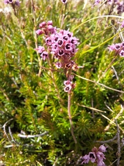 author not stated, no rights reserved Erica spiculifolia, photograph author not stated, no rights reserved