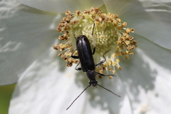 Grammoptera