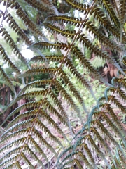 Cyathea dealbata