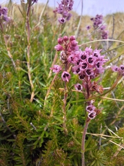 author not stated, no rights reserved Erica spiculifolia, photograph author not stated, no rights reserved
