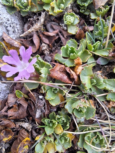 Primula minima, photograph 2