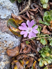 Primula minima, photograph author not stated, no rights reserved