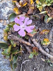 Primula minima, photograph author not stated, no rights reserved