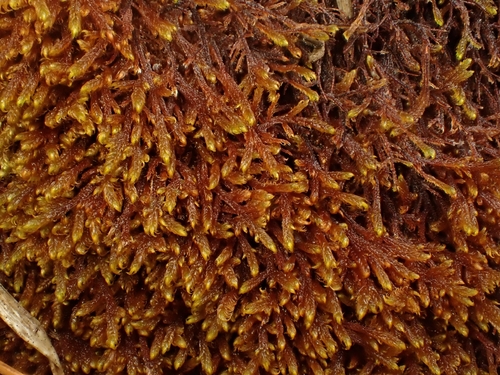 Palustriella falcata observed 2026-08-27