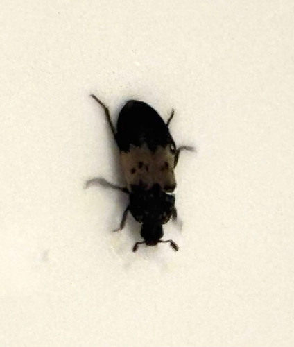 Larder Beetle