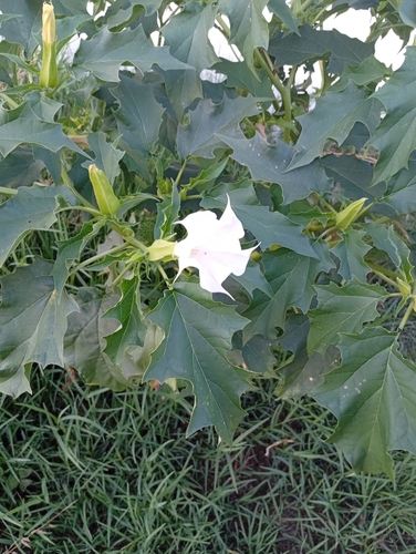 jimsonweed