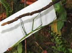 Phraortes stomphax