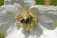 Grammoptera