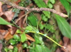 Phraortes stomphax