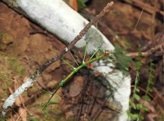 Phraortes stomphax