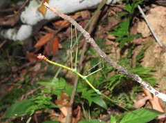 Phraortes stomphax