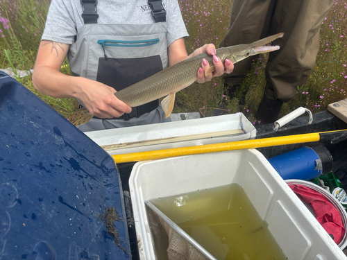 Shortnose Gar