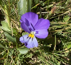 Viola calcarata