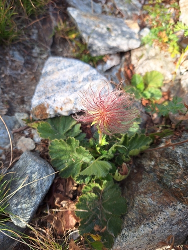 Geum montanum, photograph 3