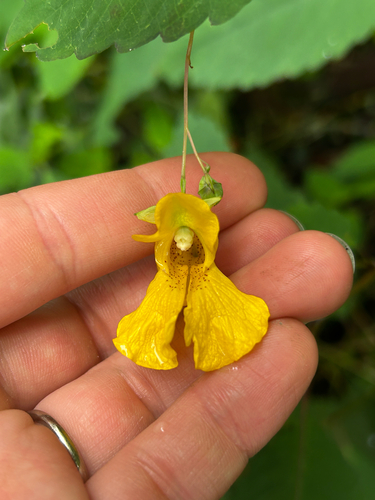 pale jewelweed