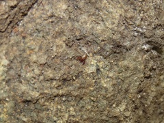 Neobisiidae