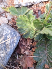 Geum montanum, photograph author not stated, no rights reserved