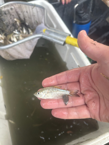 Black Crappie