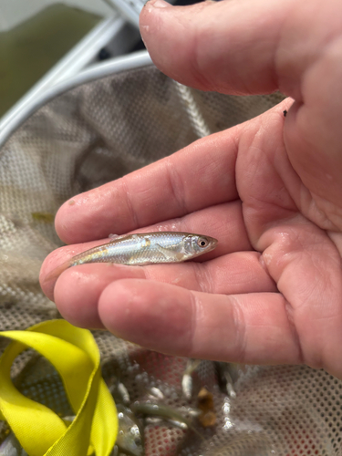 Spotfin Shiner