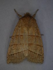 Pyreferra citrombra