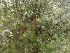 Leptecophylla juniperina