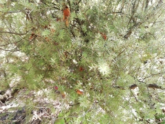 Leptecophylla juniperina