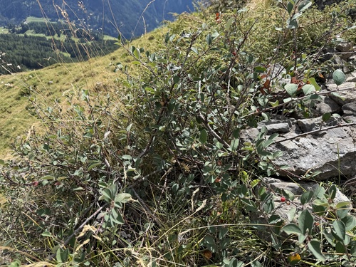Cotoneaster integerrimus