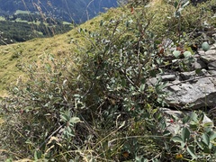 Cotoneaster integerrimus