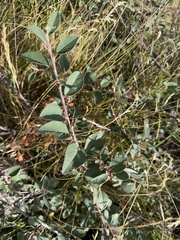 Cotoneaster integerrimus, photograph (c) Katrin Simon, some rights reserved (CC BY)
