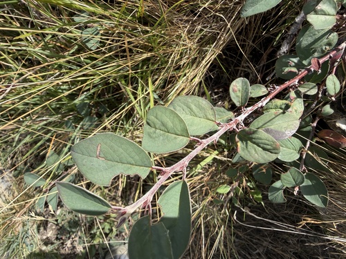 Cotoneaster integerrimus, photograph 2