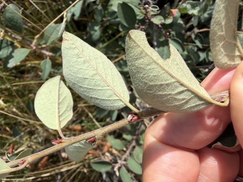 Cotoneaster integerrimus, photograph 3