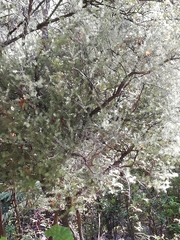 Leptecophylla juniperina