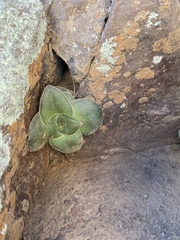 Crassula capitella capitella