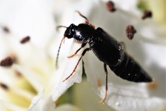 Pelecomalium testaceum