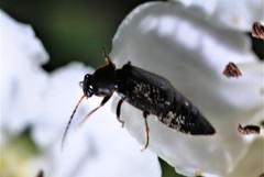 Pelecomalium testaceum