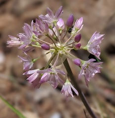 Allium campanulatum