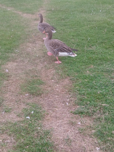Greylag Goose observed by musa72318